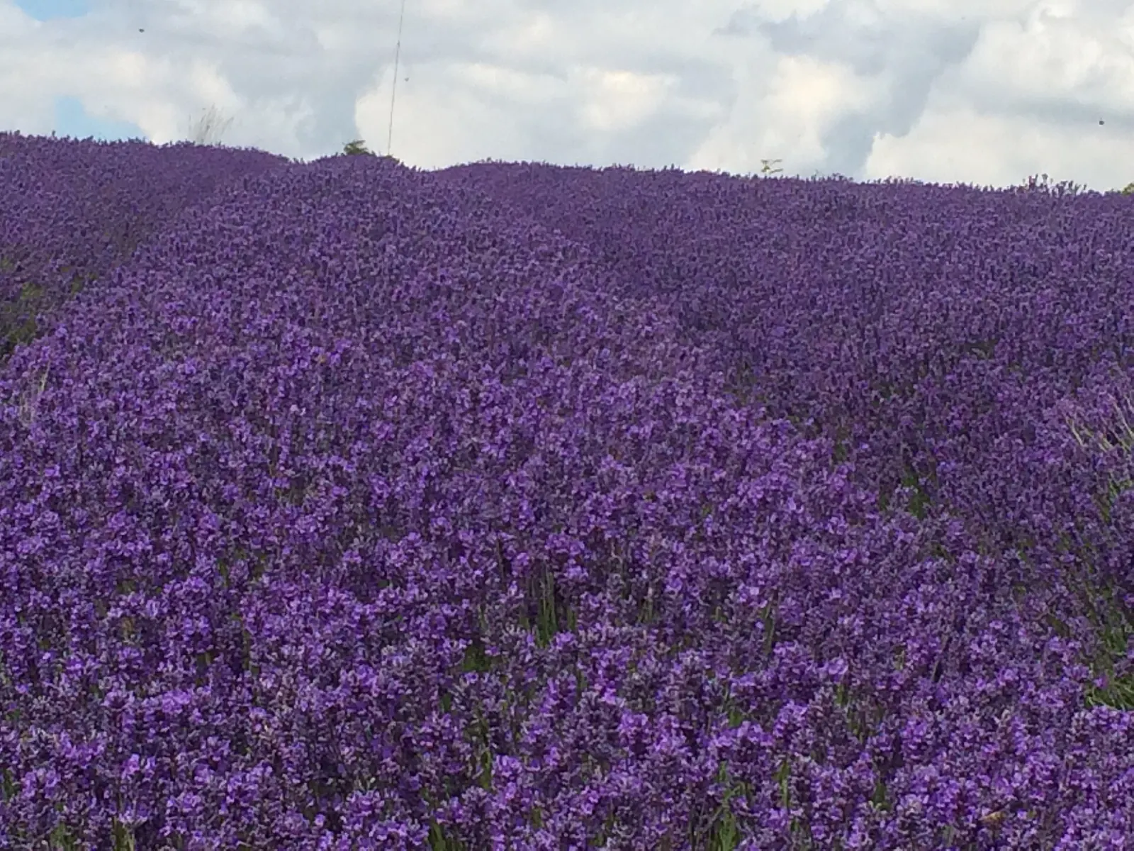 Blühendes Lavendelfeld