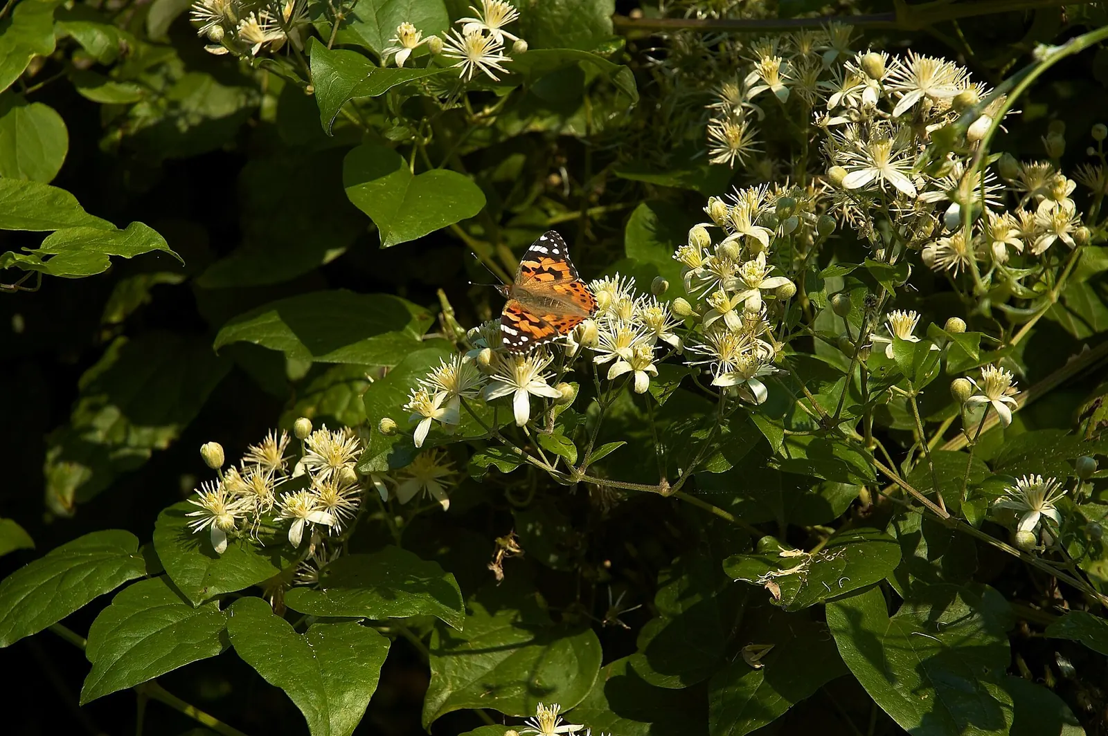 Weiße Blüten der Gewöhnlichen Waldrebe (Clematis)